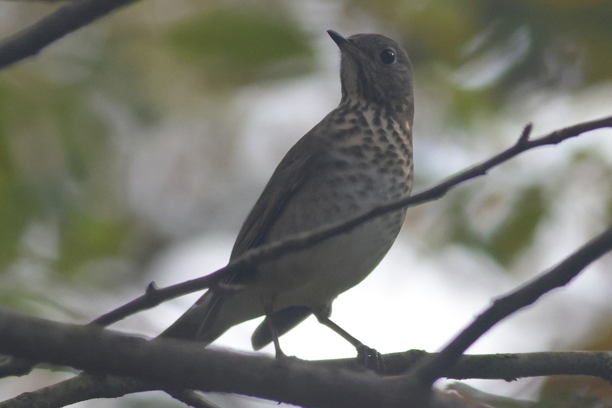 Gray-cheeked Thrush - ML642525036