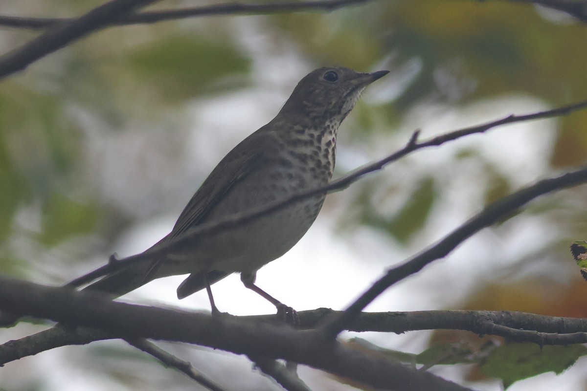 Gray-cheeked Thrush - ML642525037