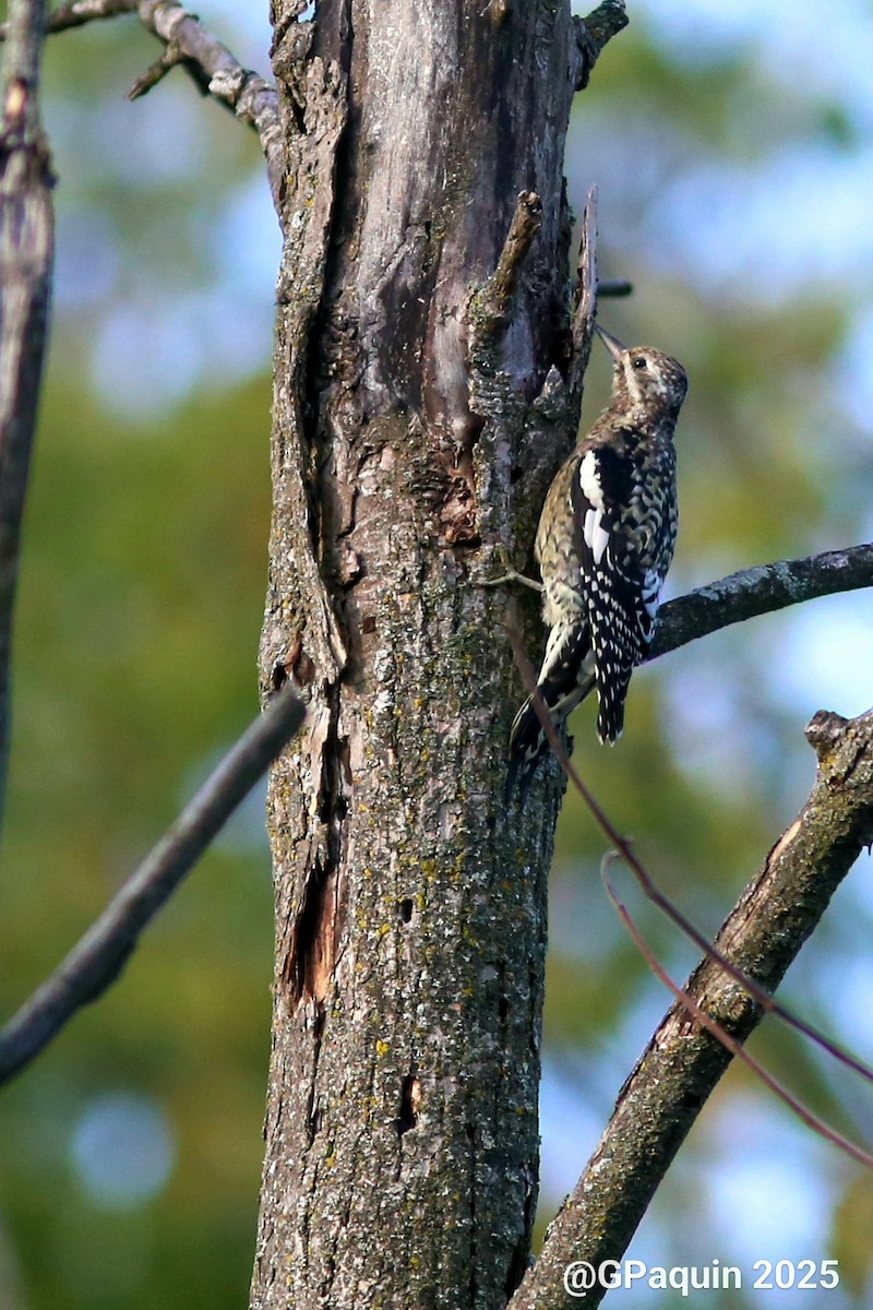 Yellow-bellied Sapsucker - ML642525042