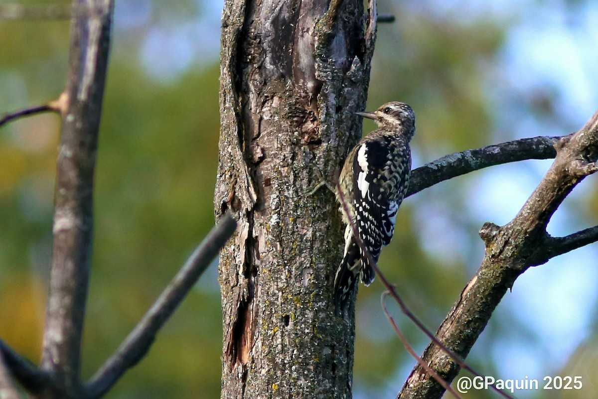 Yellow-bellied Sapsucker - ML642525043