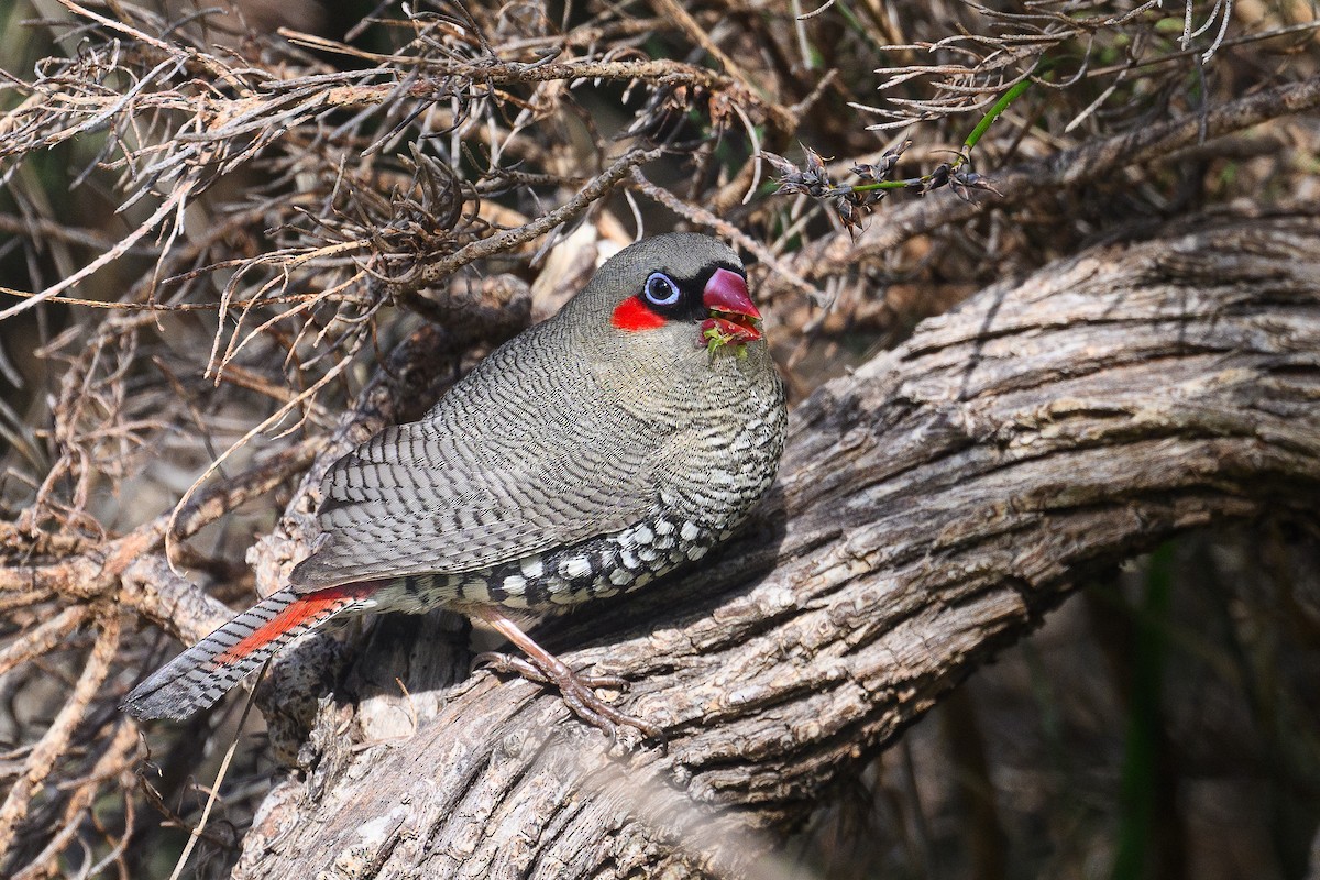 Red-eared Firetail - ML642525060