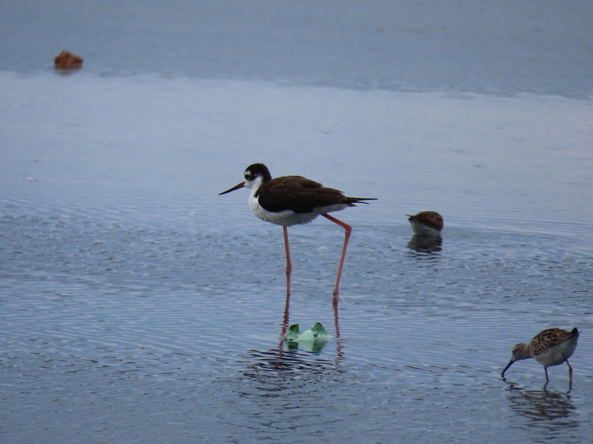 Black-necked Stilt - ML642525064