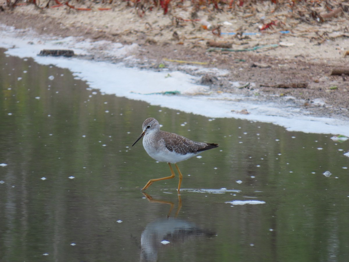 Lesser Yellowlegs - ML642525076