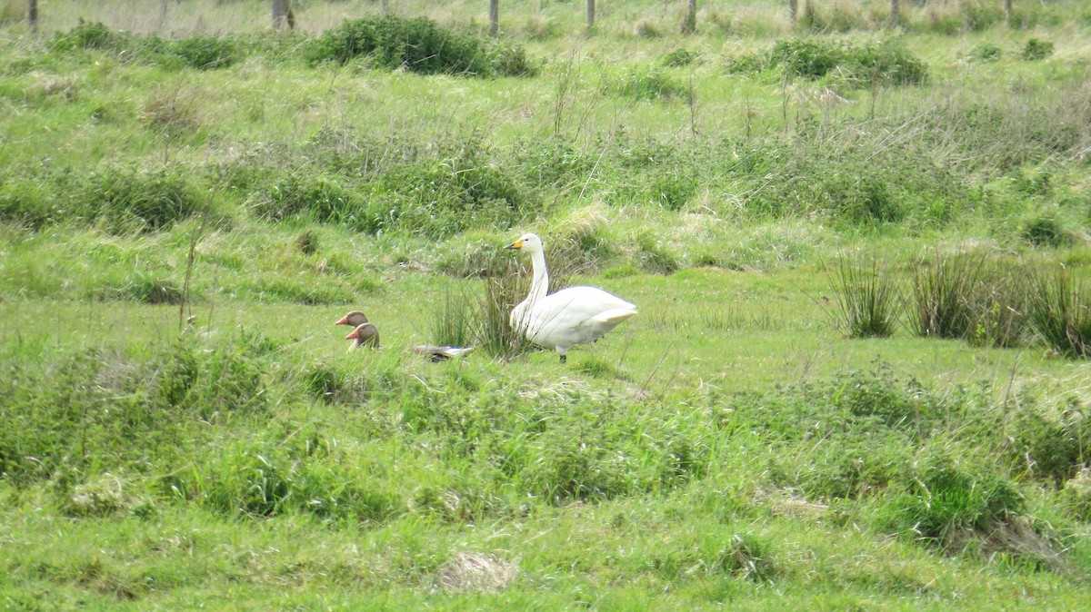 Whooper Swan - ML642525091