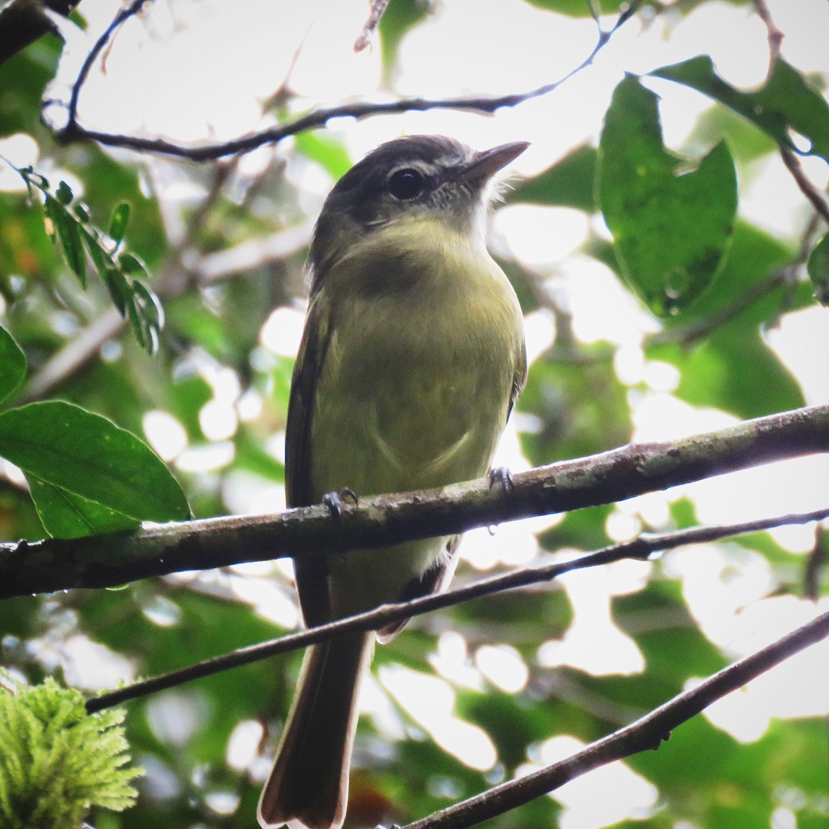 Sepia-capped Flycatcher - ML642525094