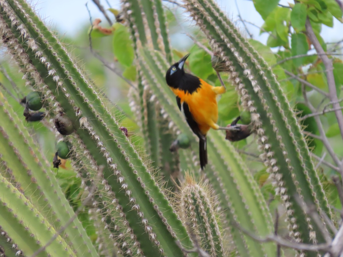Venezuelan Troupial - ML642525103