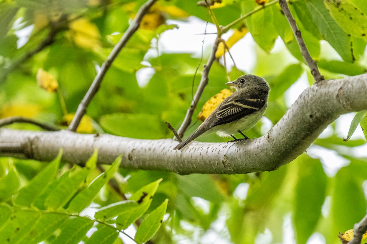 Eastern Wood-Pewee - ML642525109