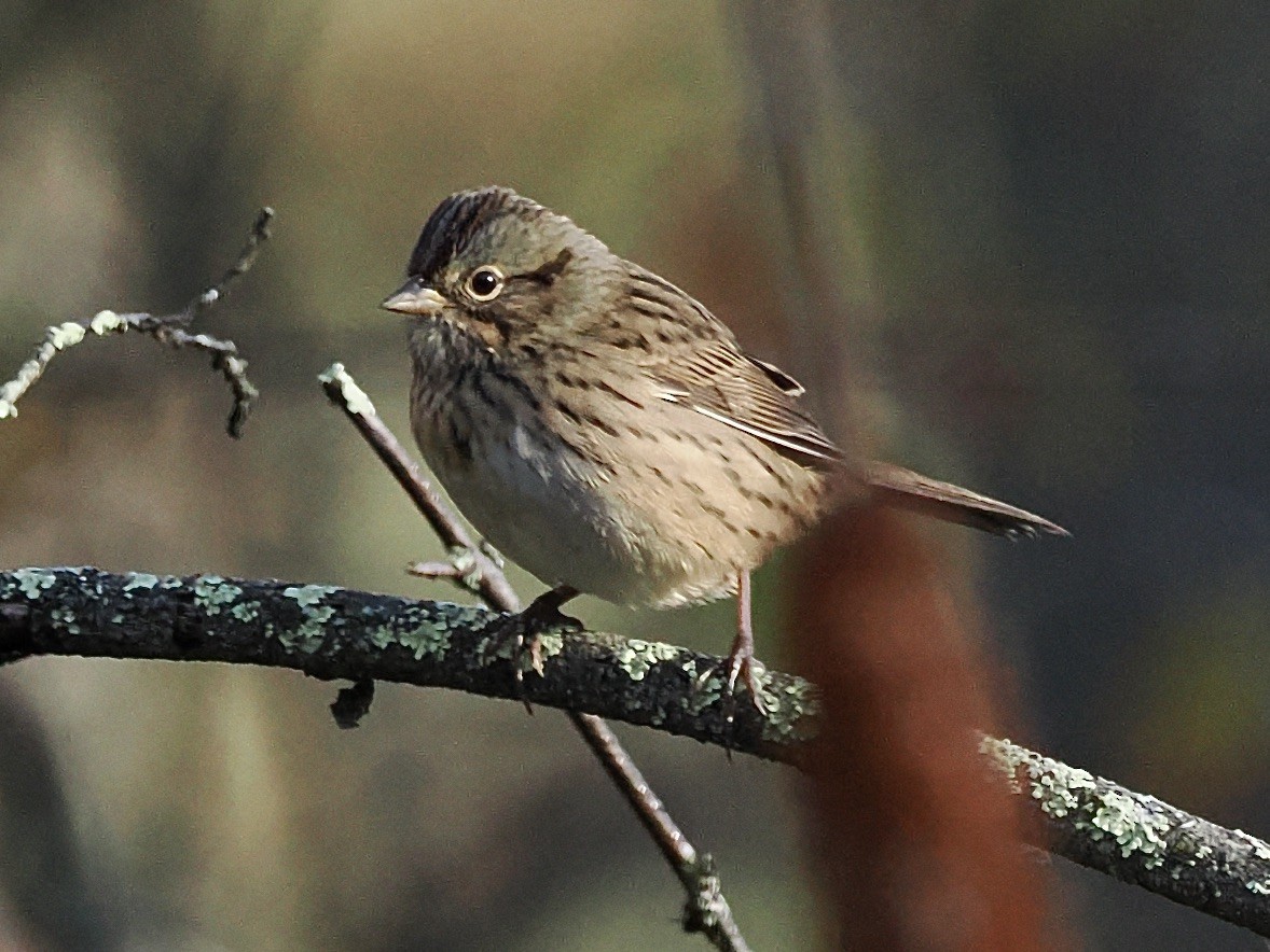 Lincoln's Sparrow - ML642525121