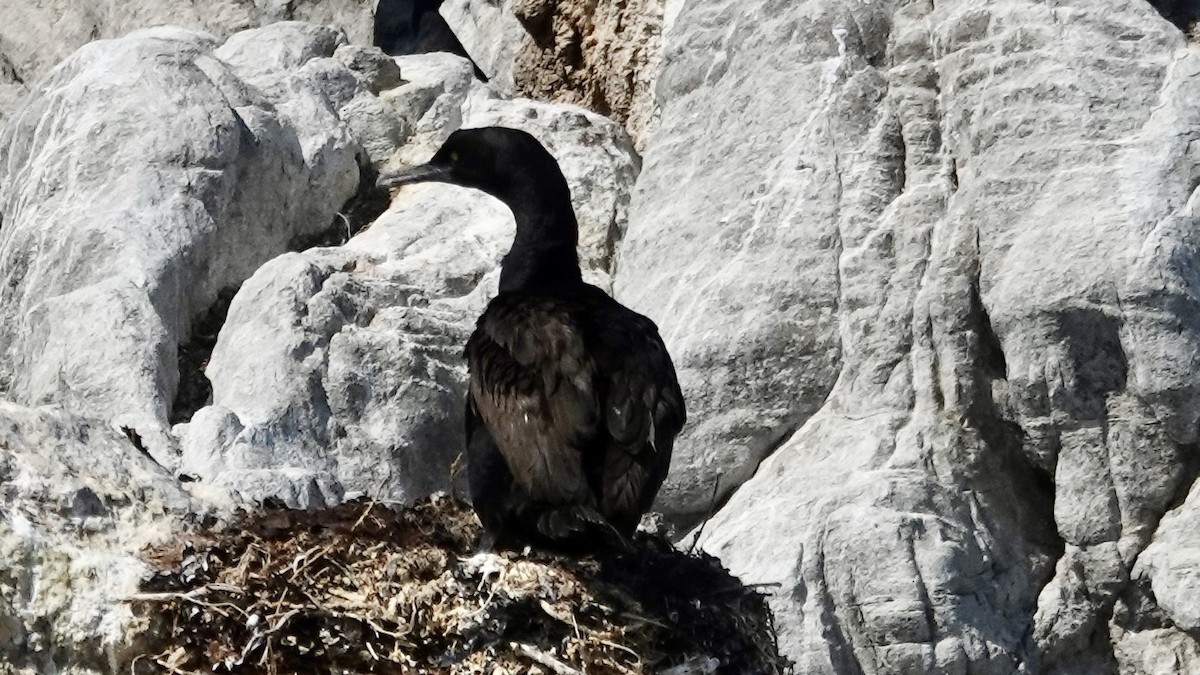 Cormoran des bancs - ML642525122