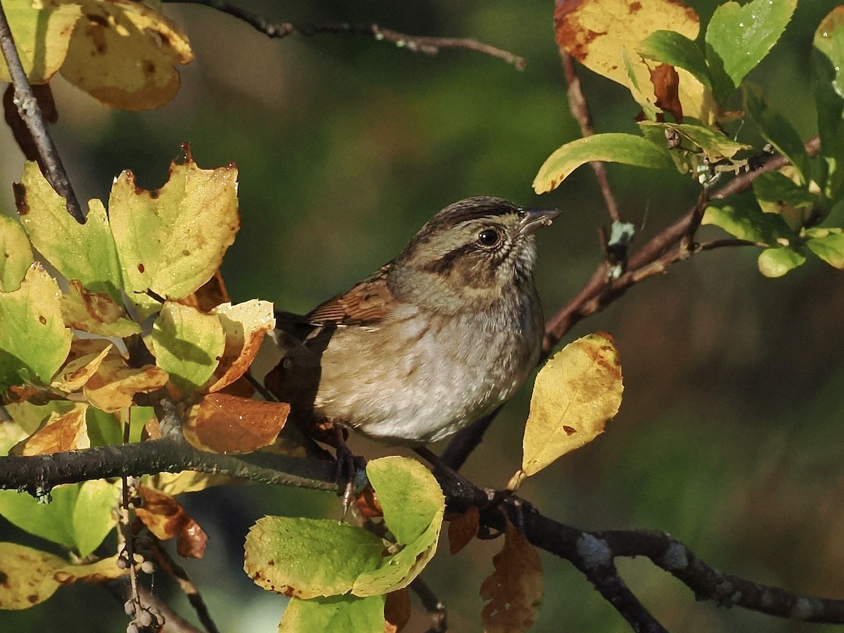 Swamp Sparrow - ML642525125