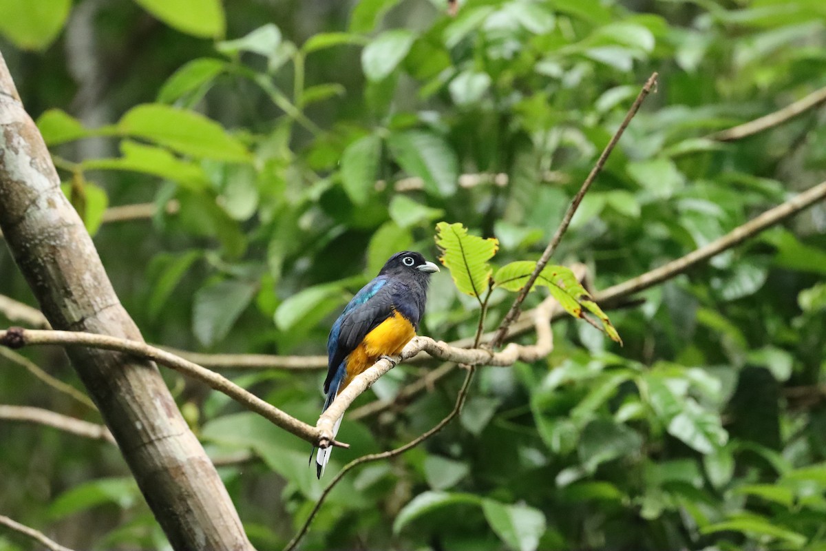 White-tailed Trogon - ML642525126