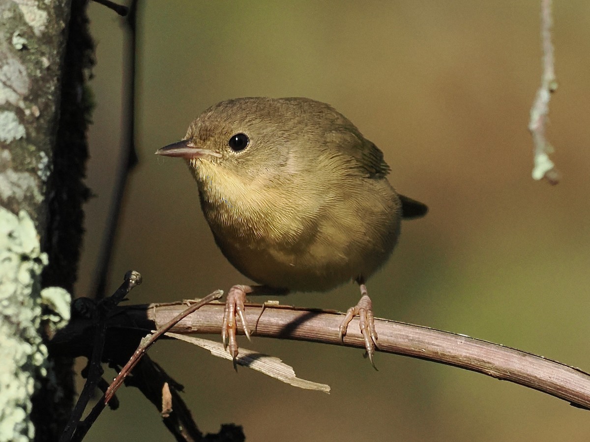 Common Yellowthroat - ML642525127