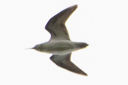 peep sp. - ML642525134