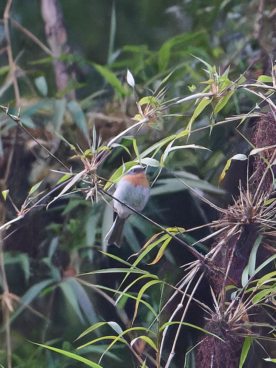 Rufous-breasted Chat-Tyrant - ML642525156