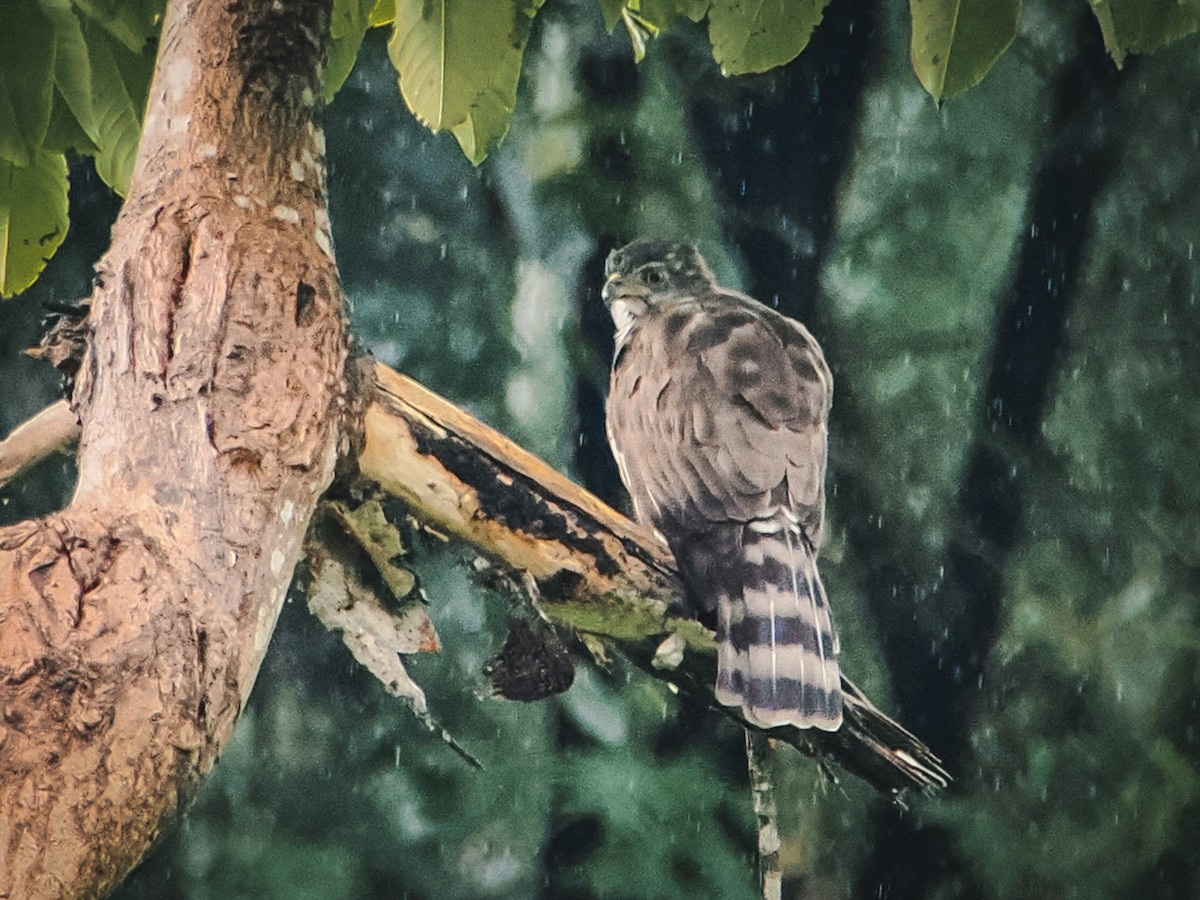 Crested Goshawk - ML642525278