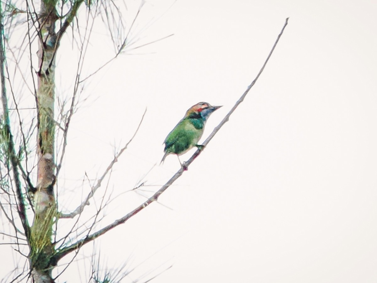 Blue-eared Barbet - ML642525284