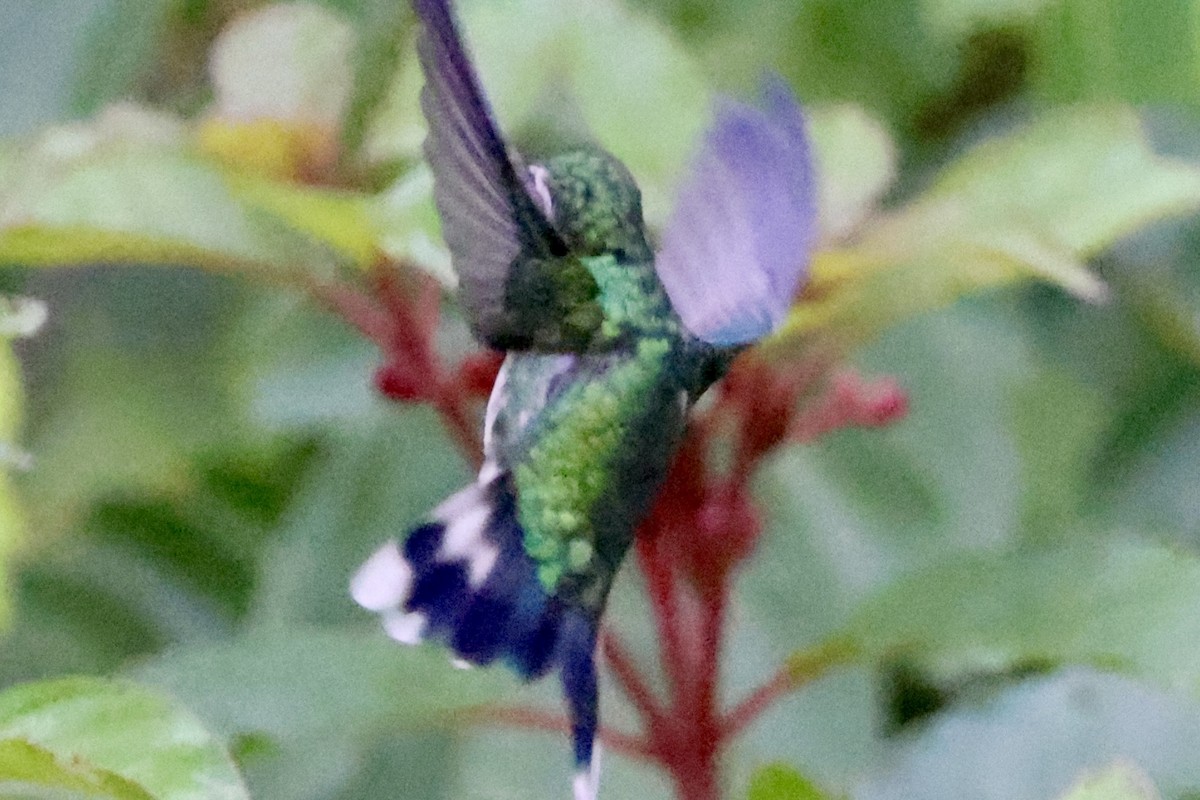 Cozumel Emerald - ML642525292