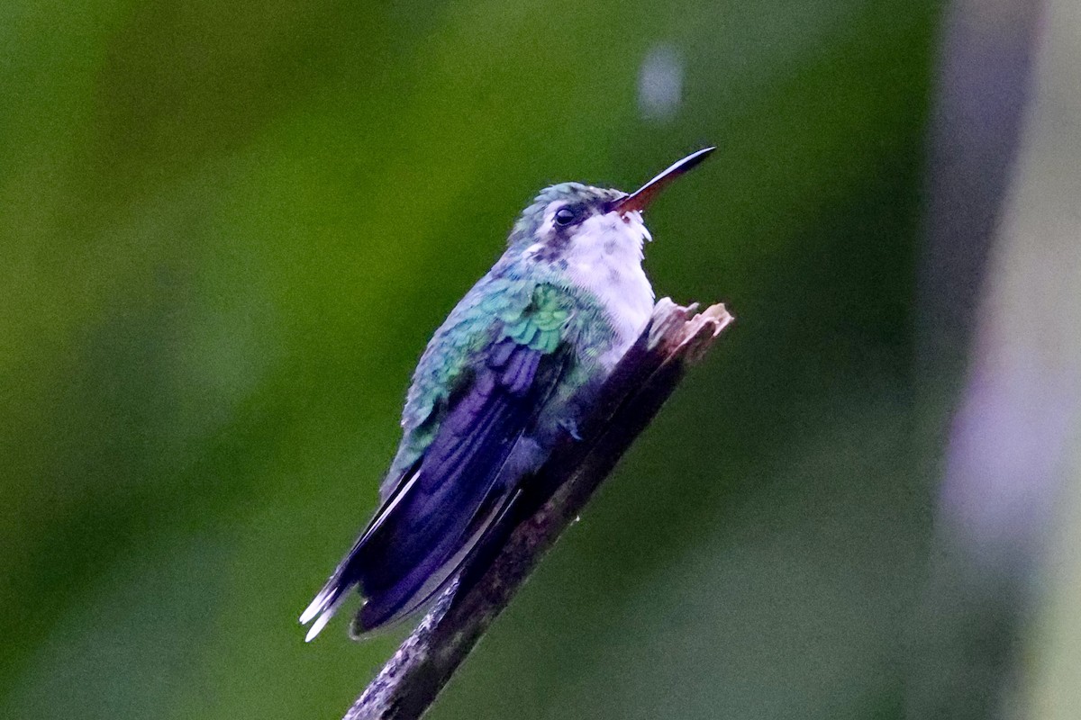 Cozumel Emerald - ML642525294