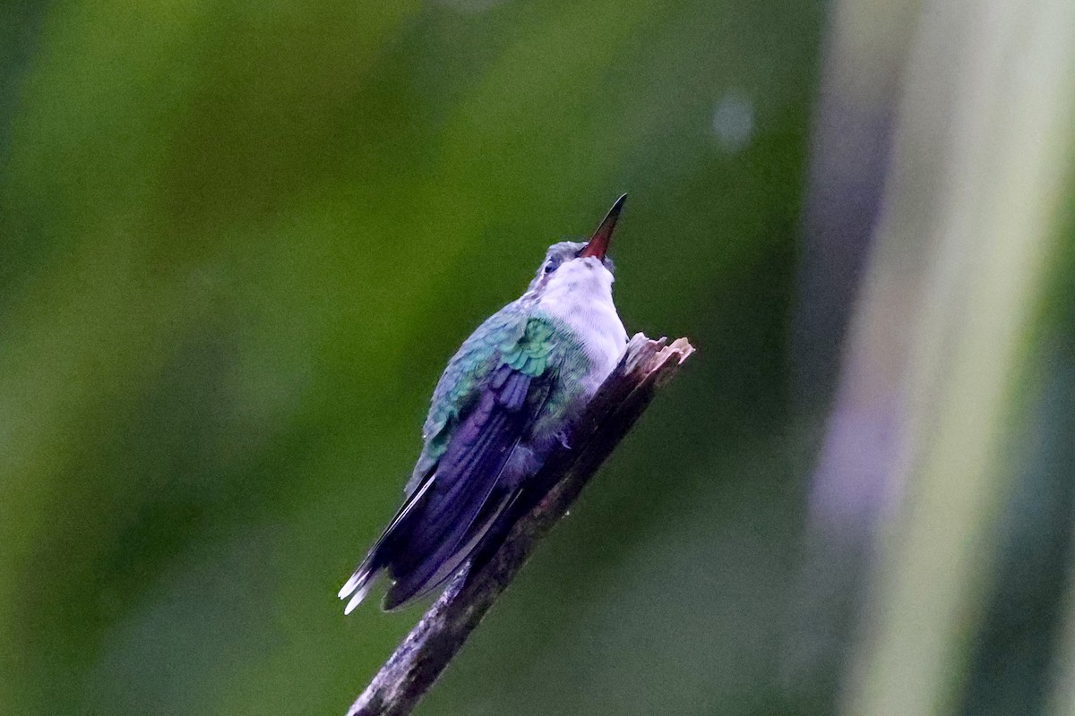 Cozumel Emerald - ML642525295
