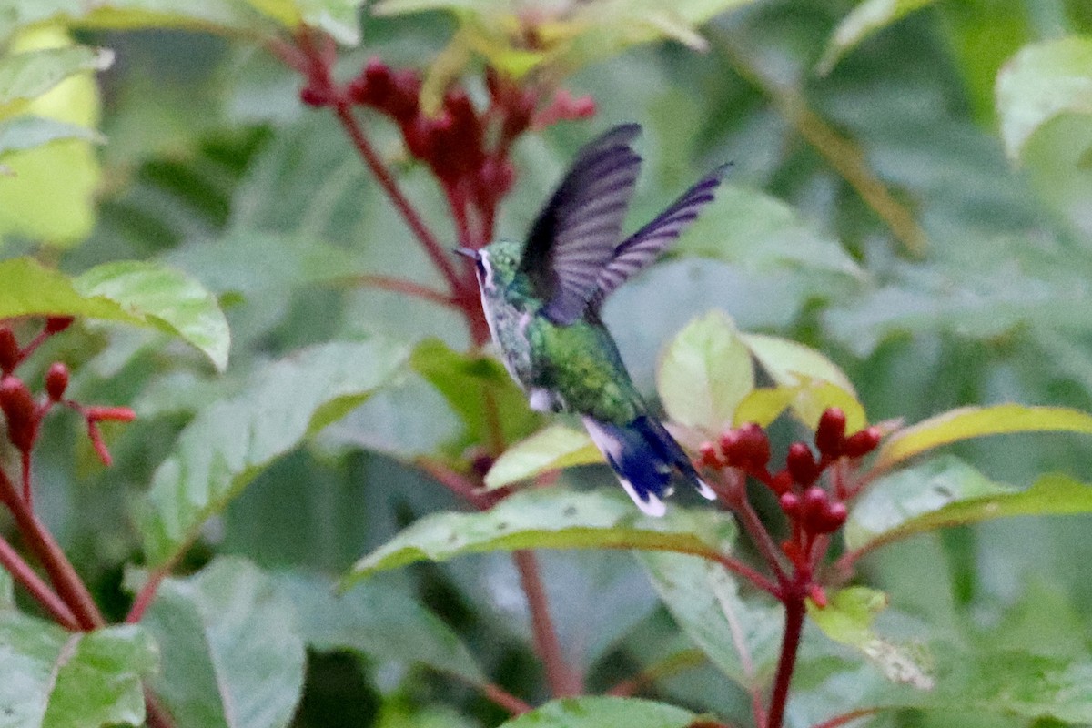 Cozumel Emerald - ML642525296