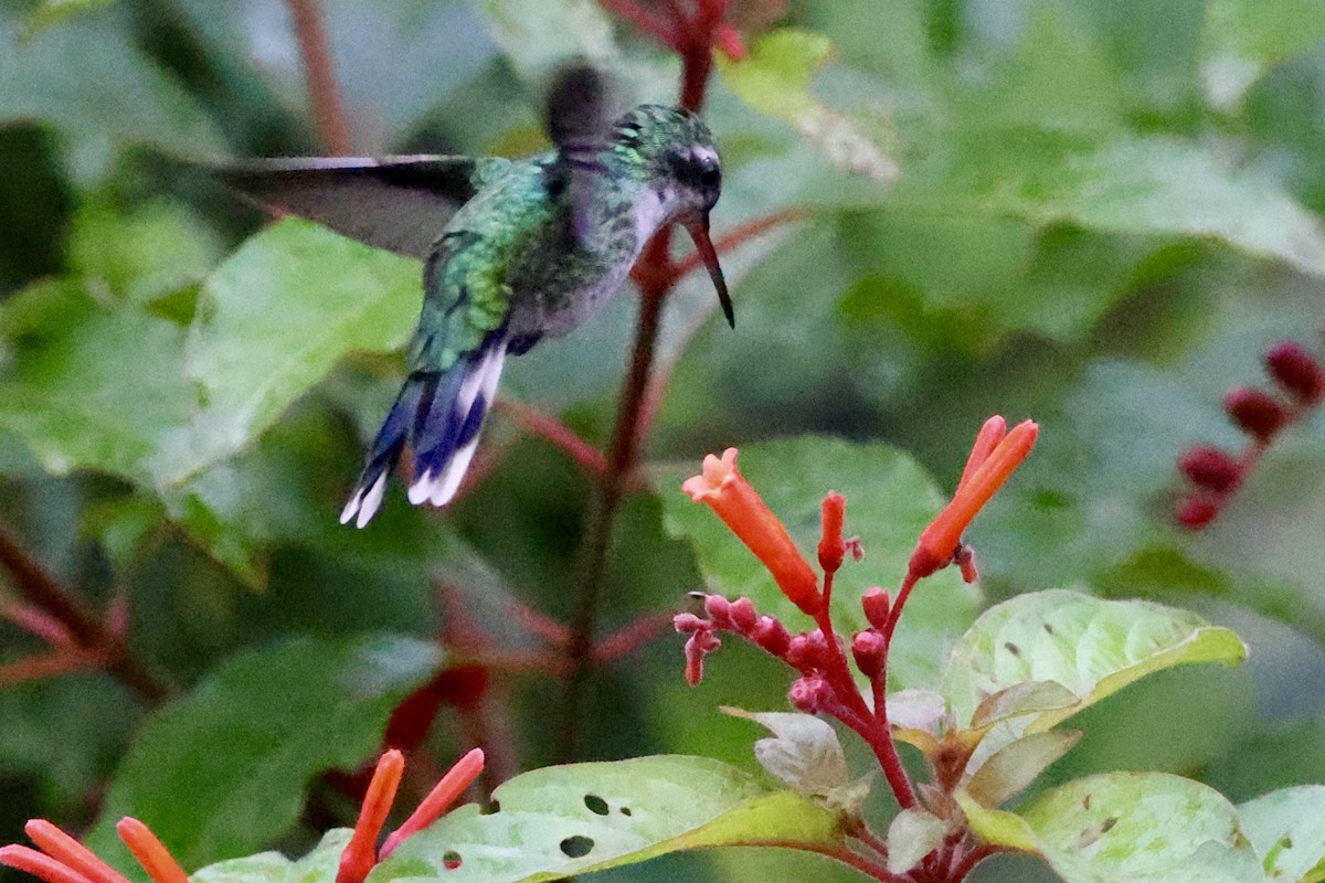 Cozumel Emerald - ML642525297