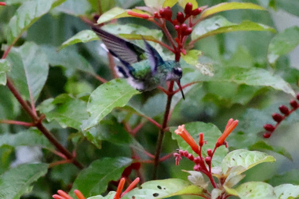 Cozumel Emerald - ML642525298