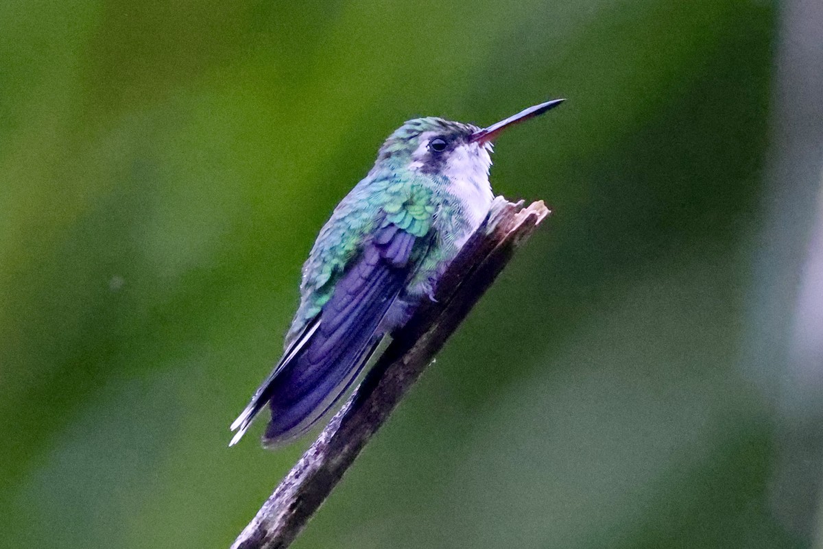 Cozumel Emerald - ML642525299