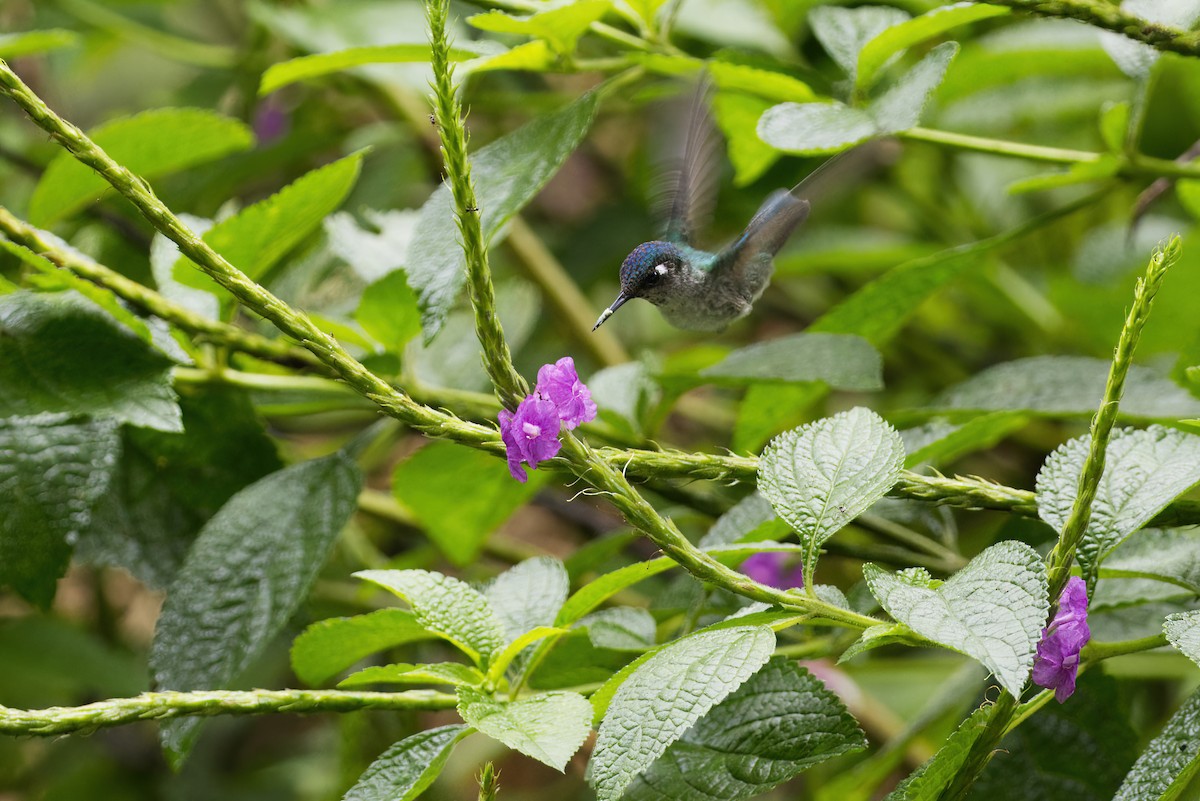 kolibřík fialovohlavý - ML642525301