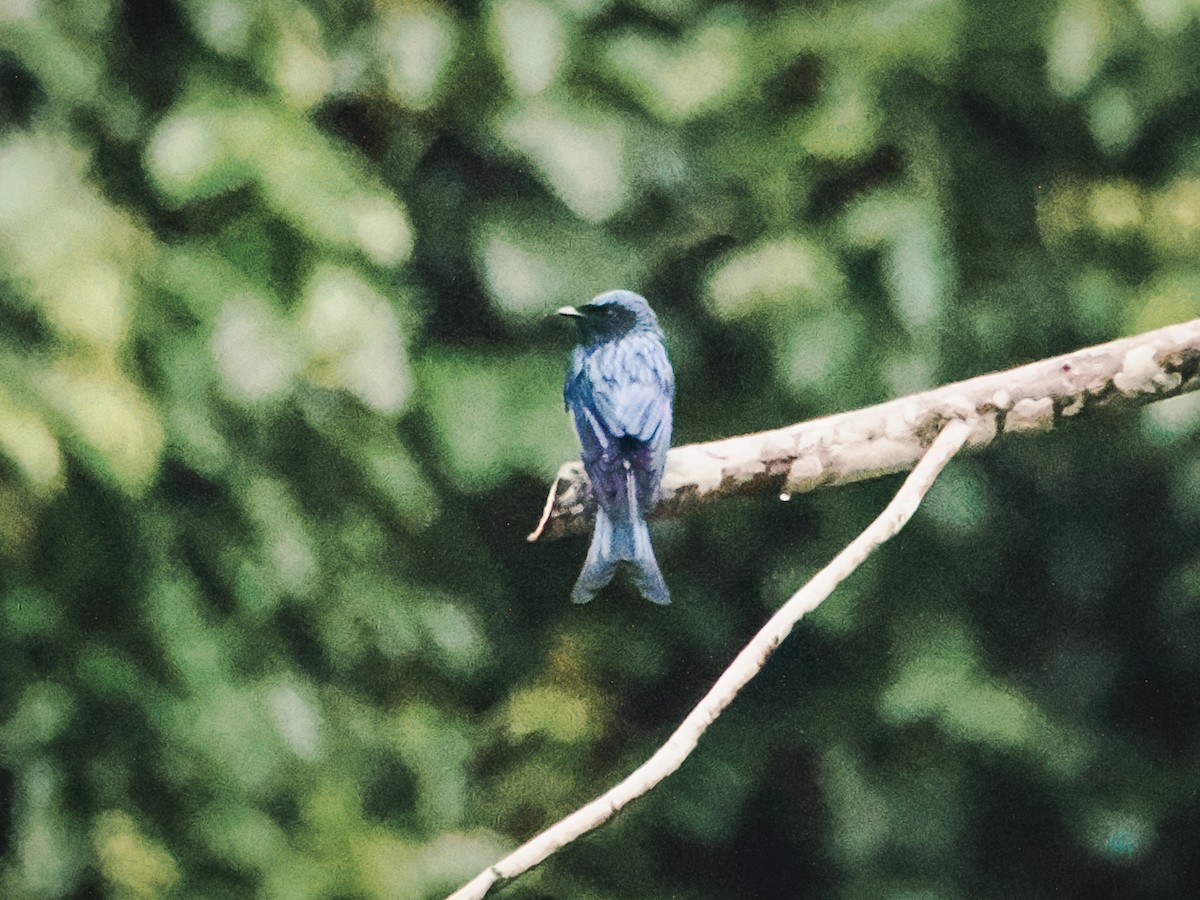 Bronzed Drongo - ML642525312