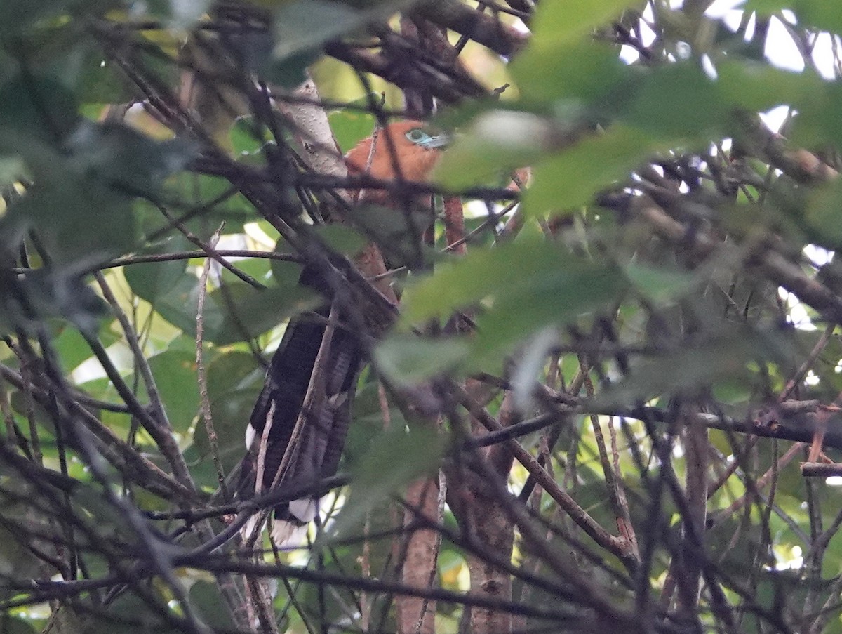 Raffles's Malkoha - ML642525313