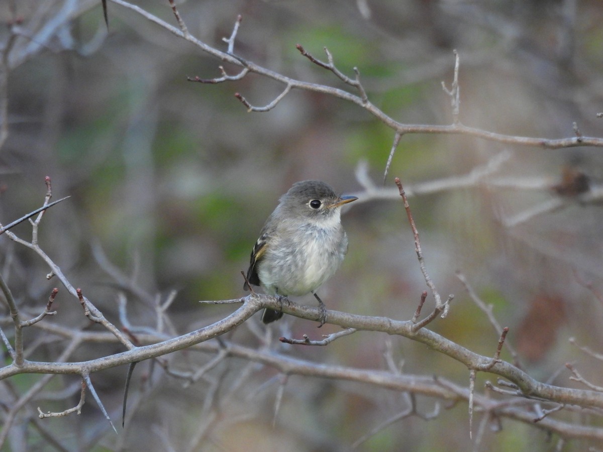 Least Flycatcher - ML642525316