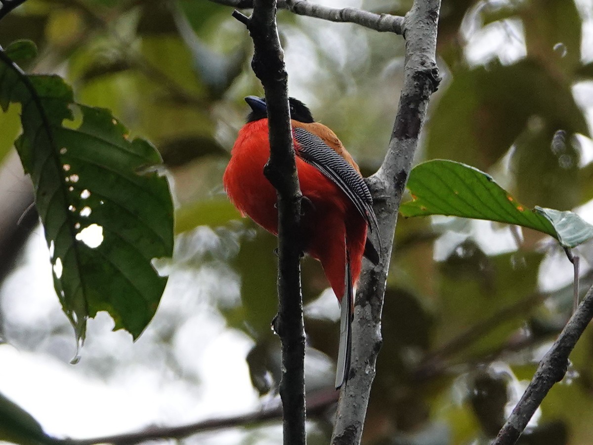 Scarlet-rumped Trogon - ML642525320