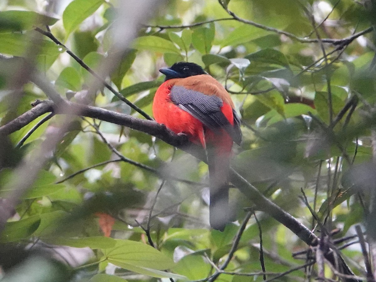 Scarlet-rumped Trogon - ML642525321