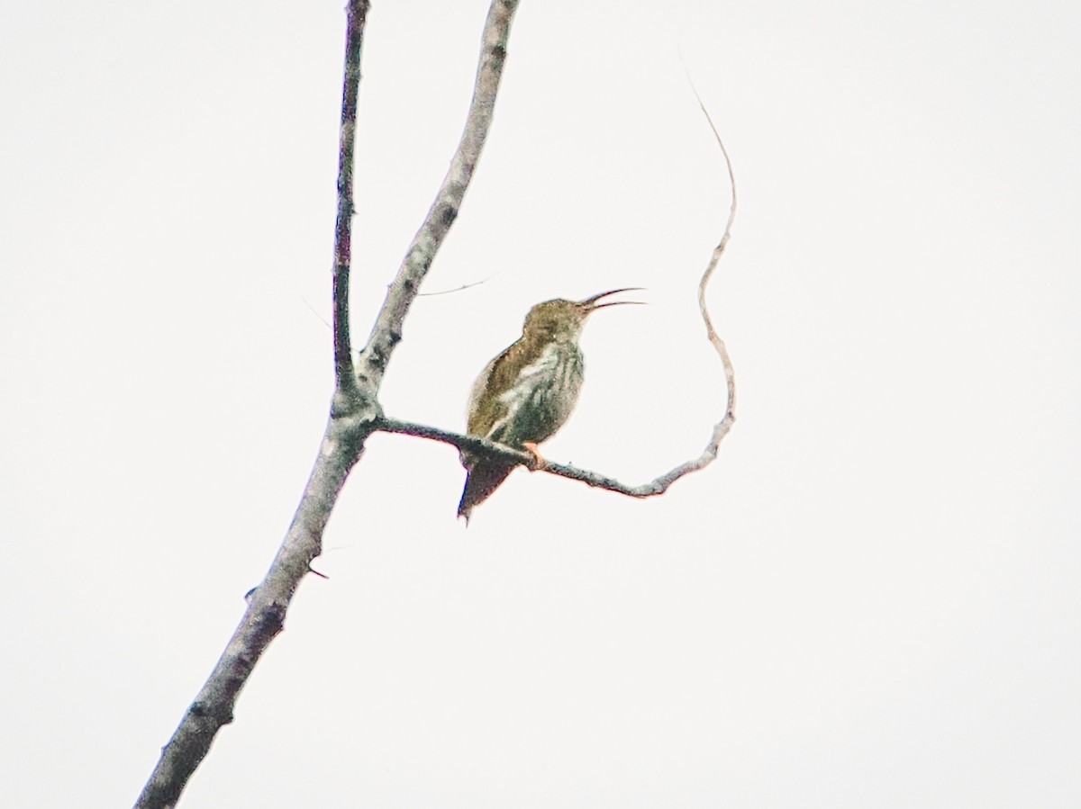 Streaked Spiderhunter - ML642525322