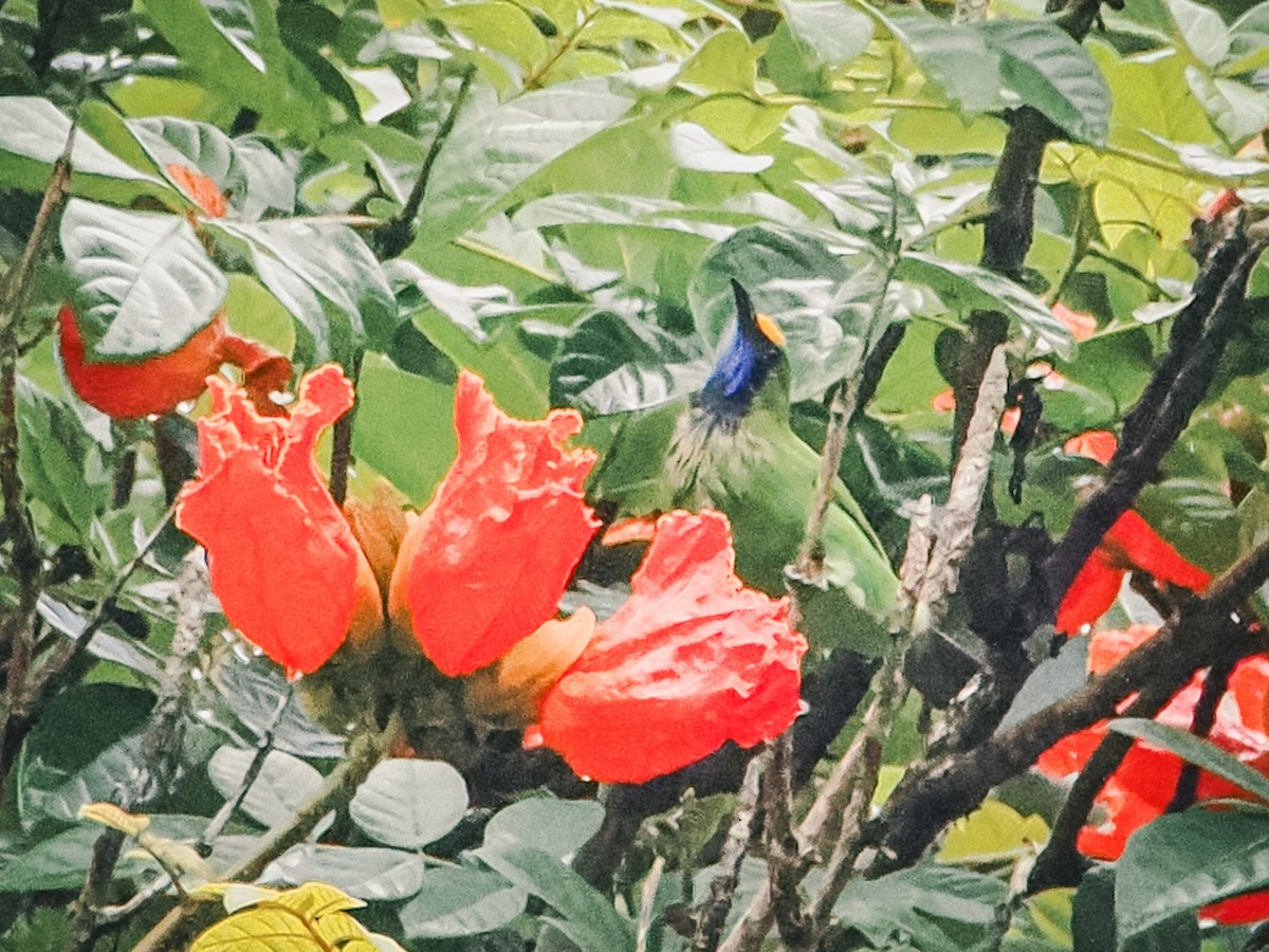 Golden-fronted Leafbird - ML642525337