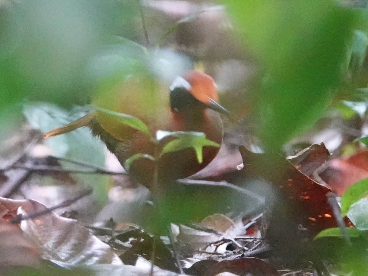 Malaysian Rail-babbler - ML642525341