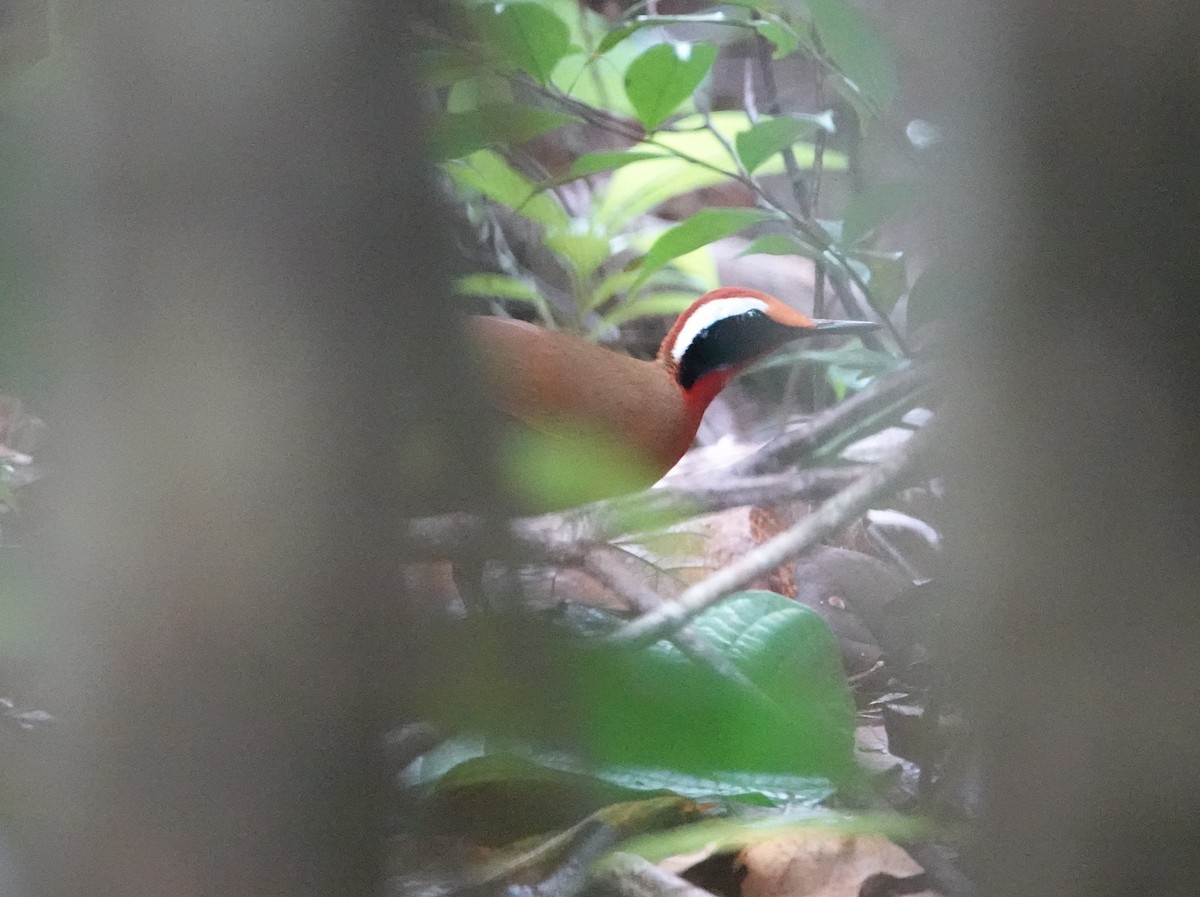 Malaysian Rail-babbler - ML642525342