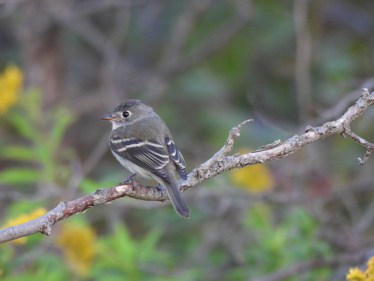 Least Flycatcher - ML642525343