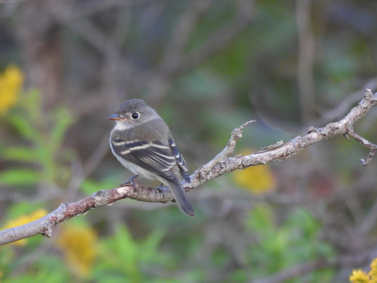 Least Flycatcher - ML642525349