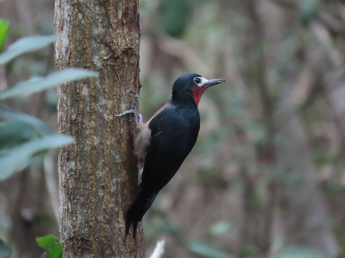 Puerto Rican Woodpecker - ML642525352