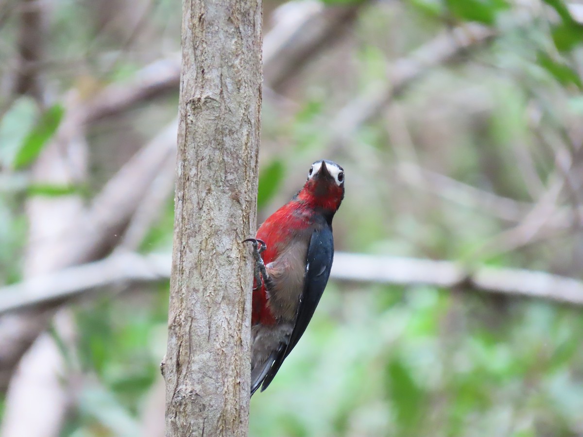 Puerto Rican Woodpecker - ML642525358