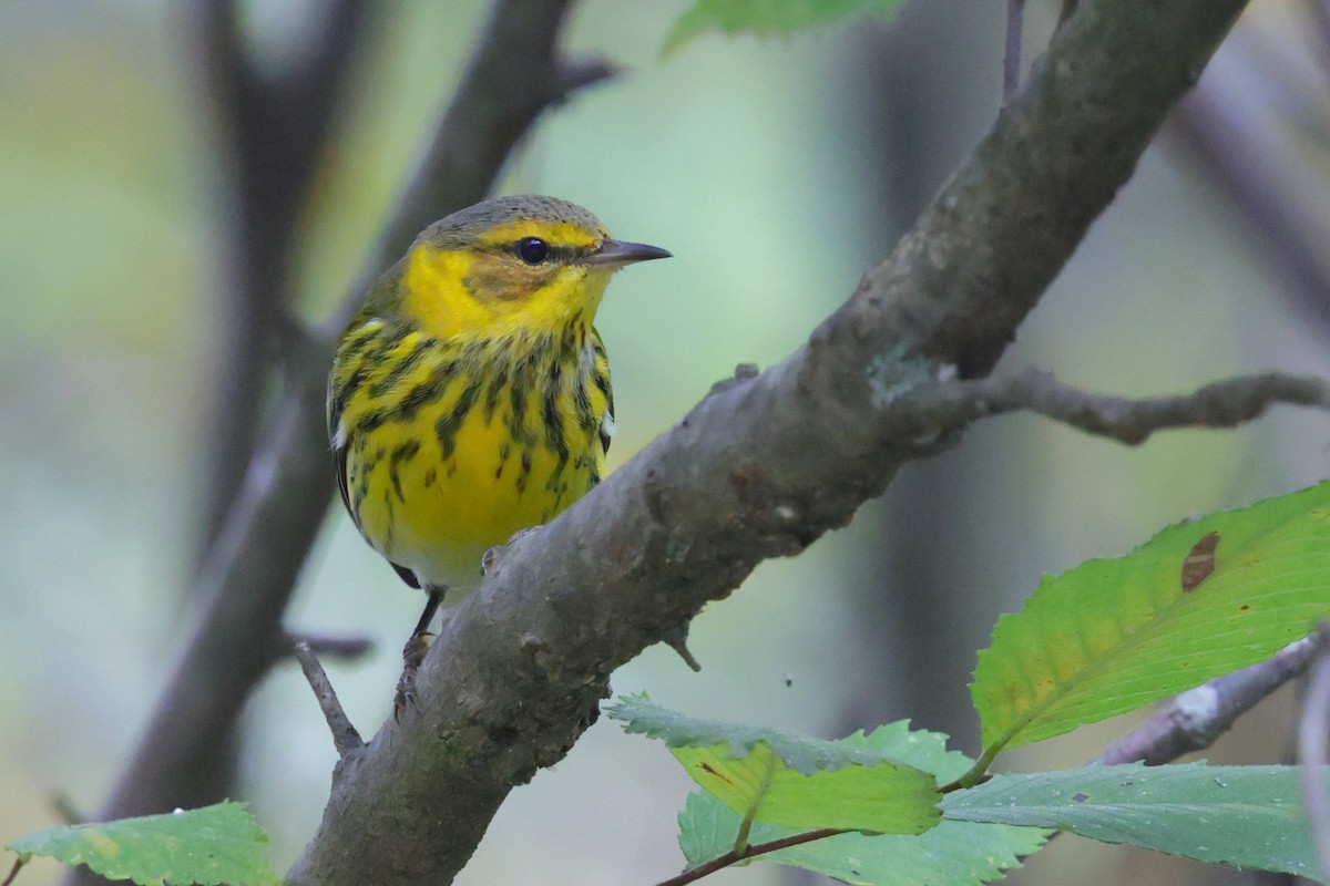 Cape May Warbler - ML642525420
