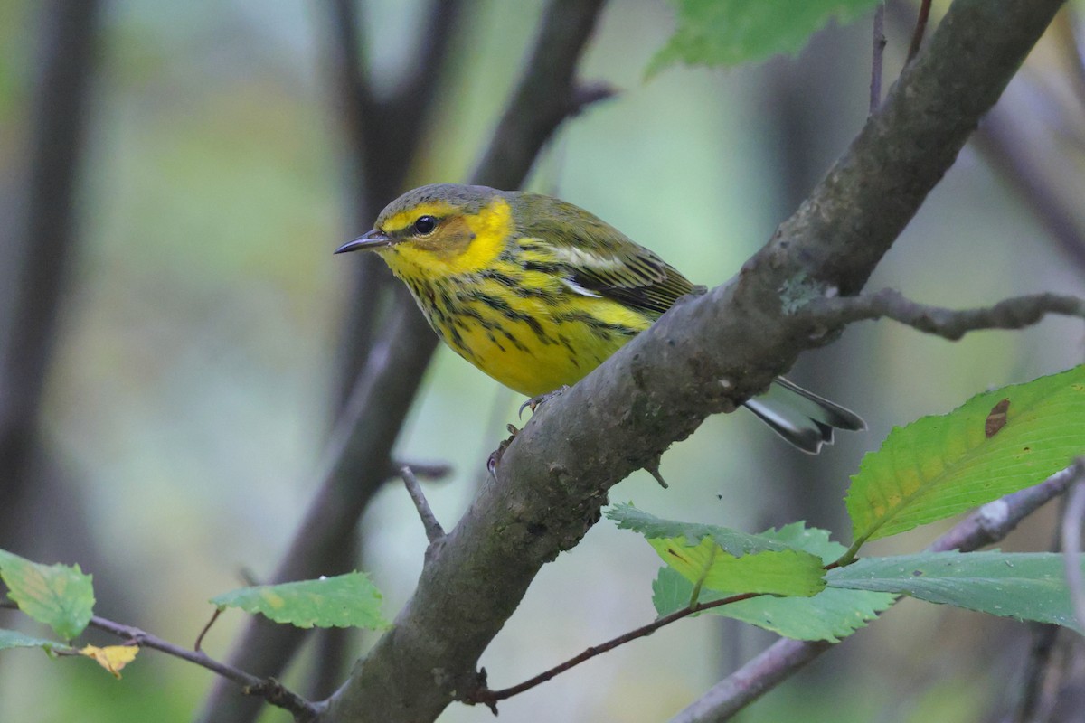 Cape May Warbler - ML642525421