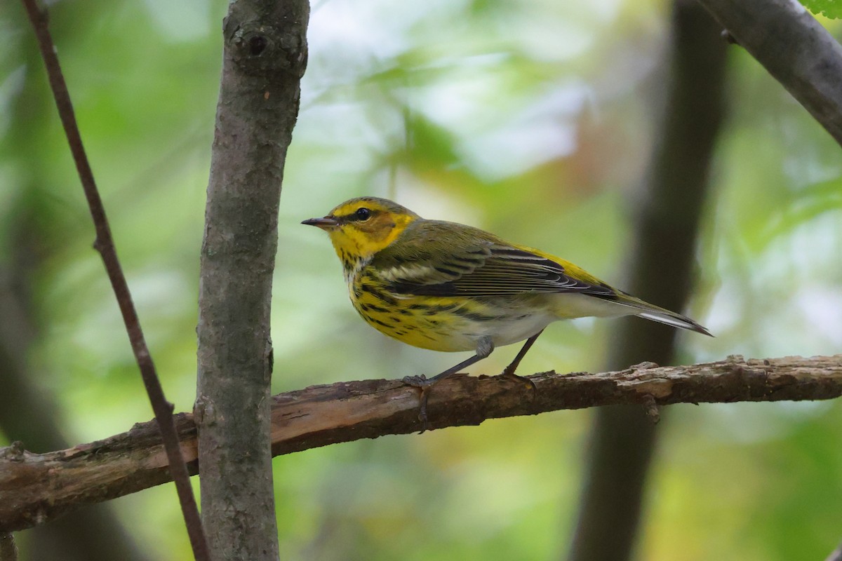 Cape May Warbler - ML642525422