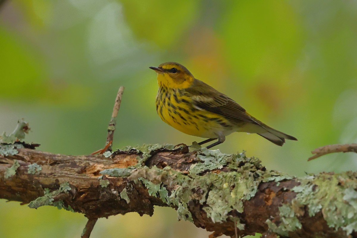 Cape May Warbler - ML642525423