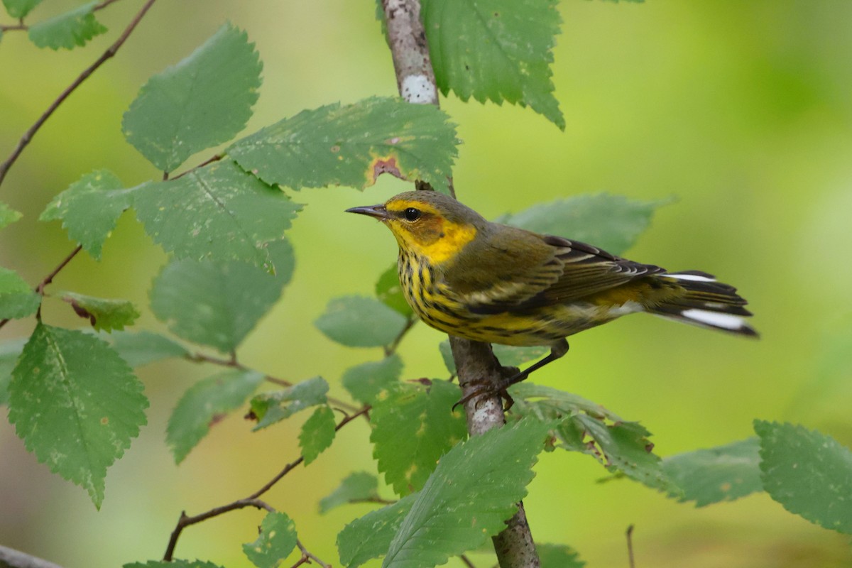 Cape May Warbler - ML642525424