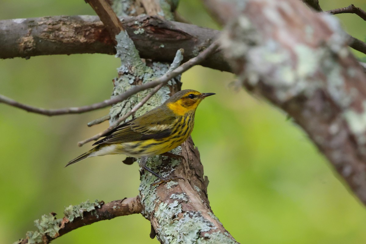 Cape May Warbler - ML642525425
