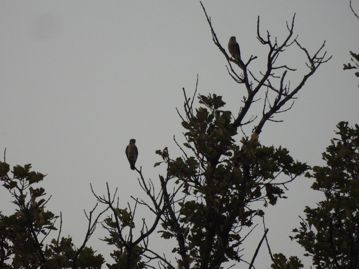 American Kestrel - ML642525426