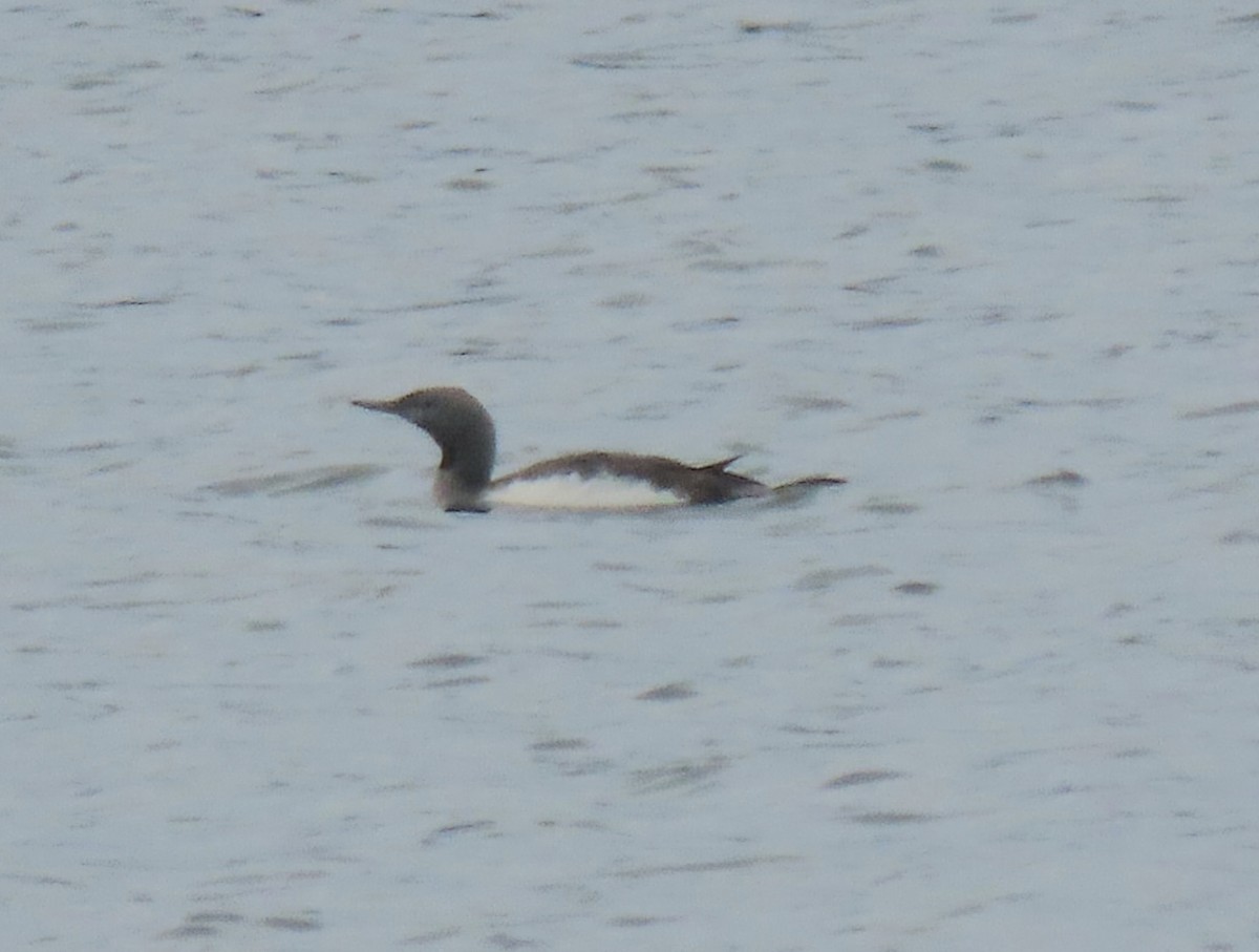Red-throated Loon - ML642525435