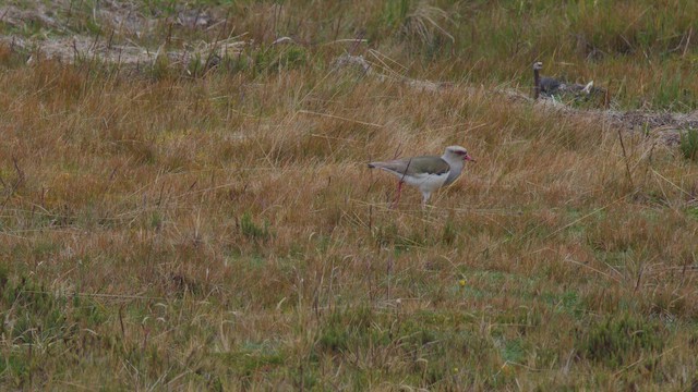 Andean Lapwing - ML642525440